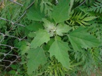 wild_edible_plants_lambs_quarters_small