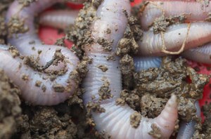 earthworms-02-300